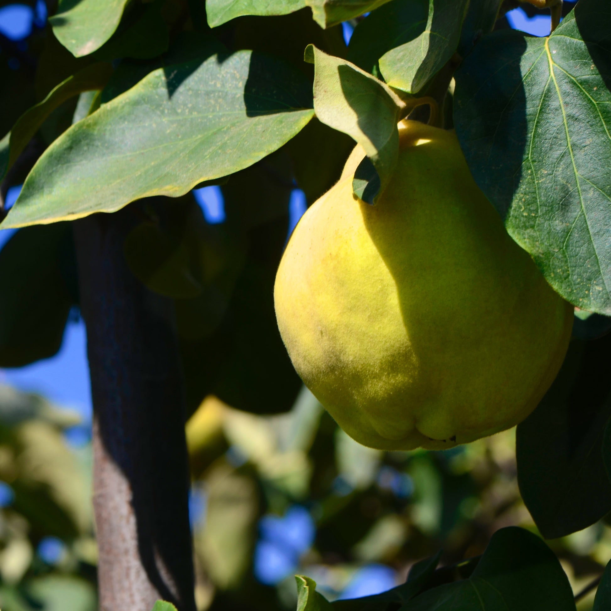Membrillo en el árbol